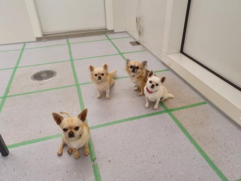 Nuestros compañeros caninos no solamente comparten nuestros hogares, sino que también influyen en la calidad del aire que respiramos en el hogar. Foto: Environjmental Science and Technology.