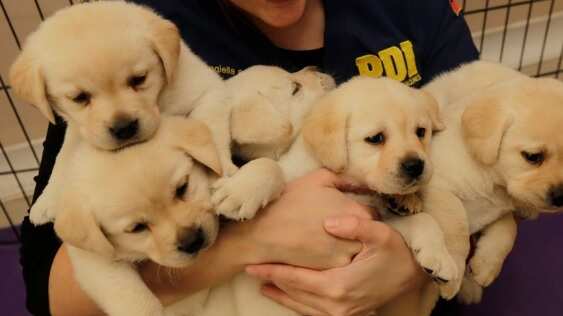 PDI presentó nueva camada