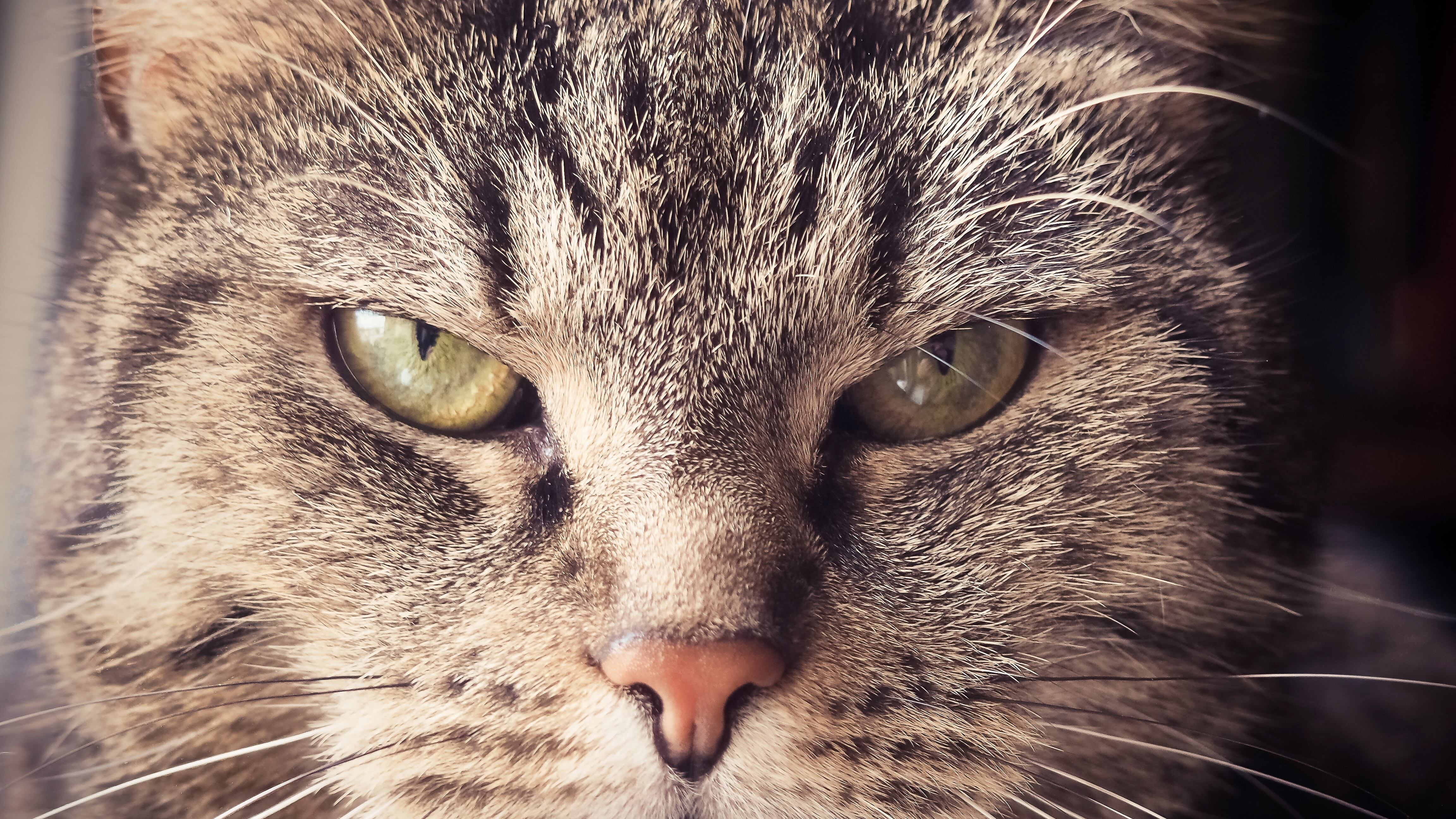 Gato bravo