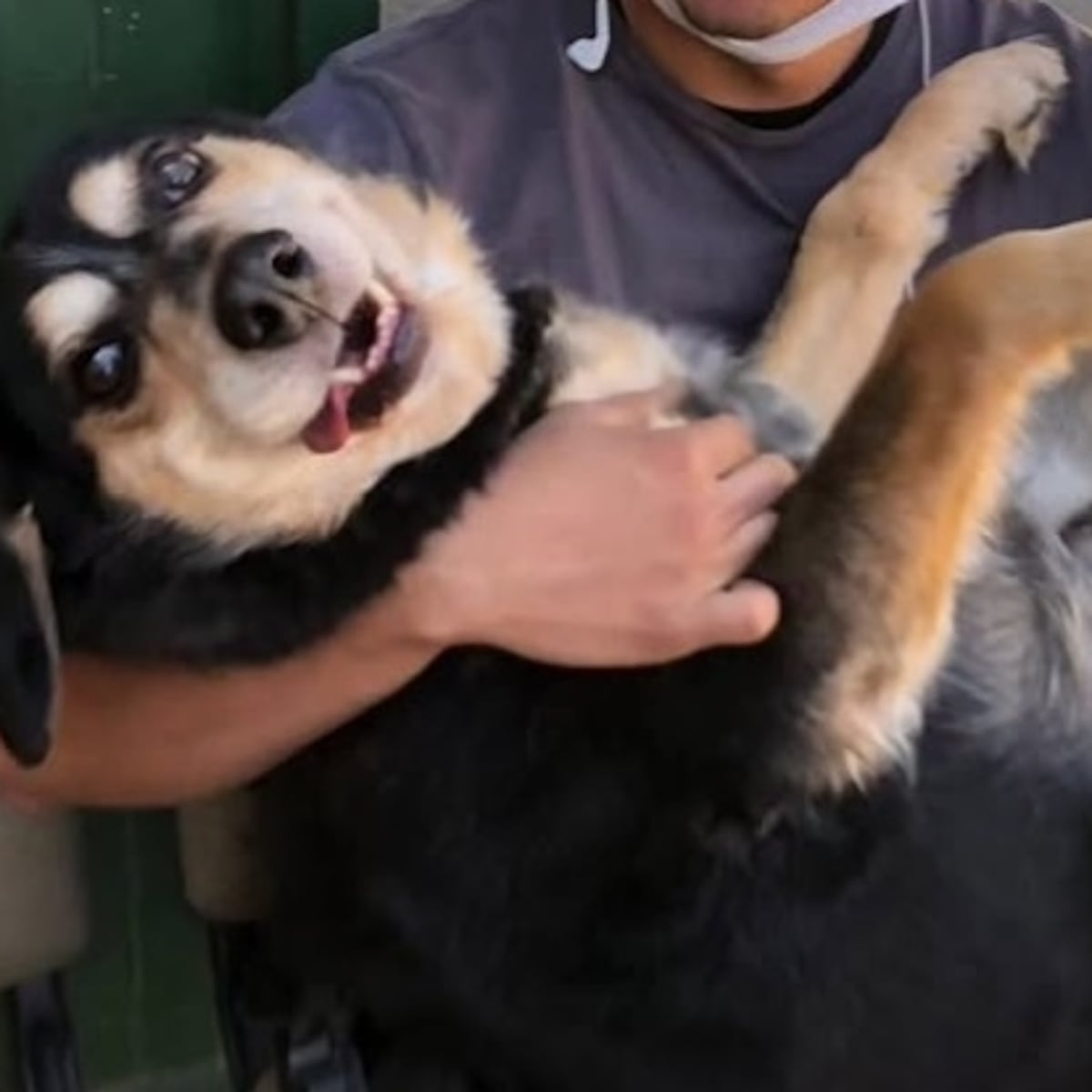 Origen y cuidados en el Día Mundial del Perro el 21 de julio Origen y cuidados en el Día Mundial del Perro el 21 de julio