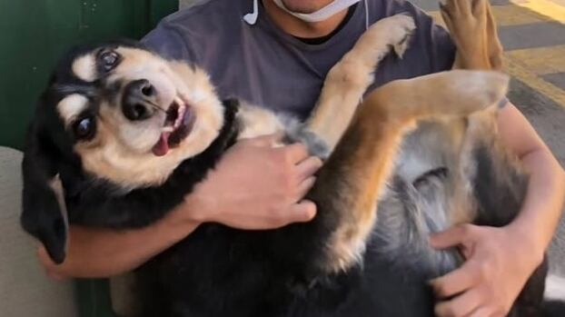 Este 21 de julio se conmemora en el mundo el Día del Perro.