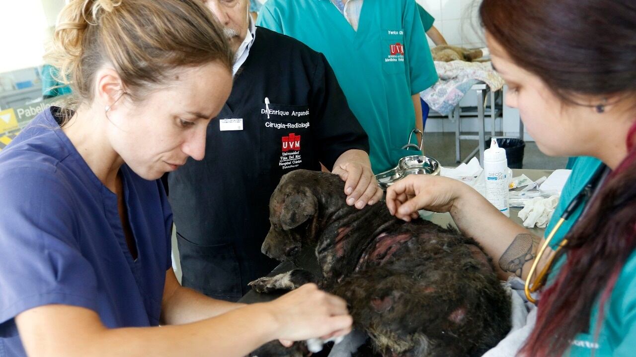 veterinarios