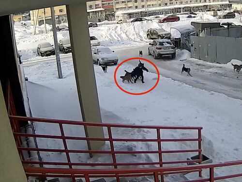 ¡Por poco! Jauría de perros callejeros atacó a niño mientras caminaba a la escuela, un conserje lo salvó