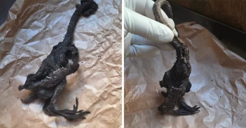 Extraña criatura en Paillaco