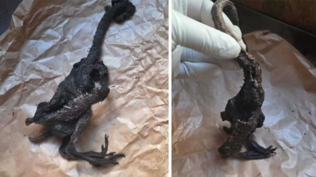 Extraña criatura en Paillaco