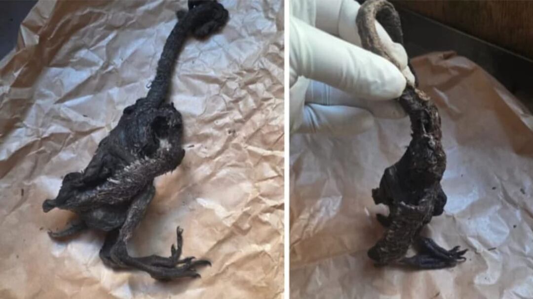 Extraña criatura en Paillaco