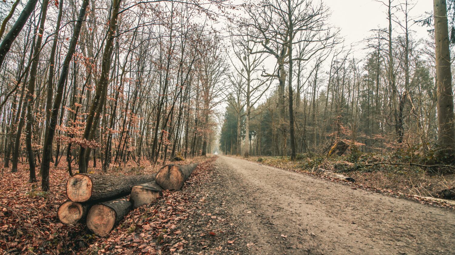 CMPC construcción eficiente de caminos rurales