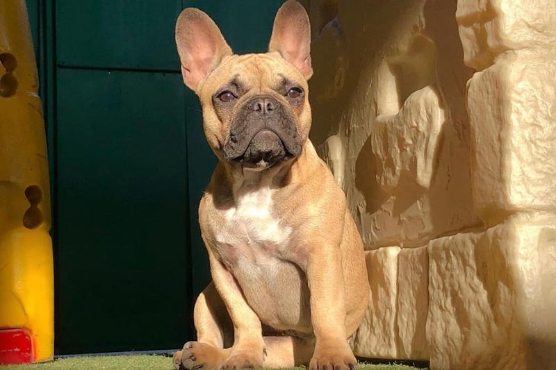 El chef italiano reveló que junto a su esposa le hicieron un altar de homenaje a su recientemente fallecida mascota Rita María, una bulldog francés que murió en octubre de este año.