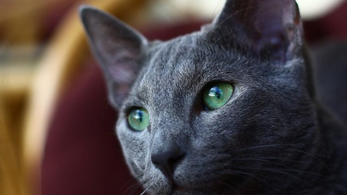 Tiene hermosos ojos verdes