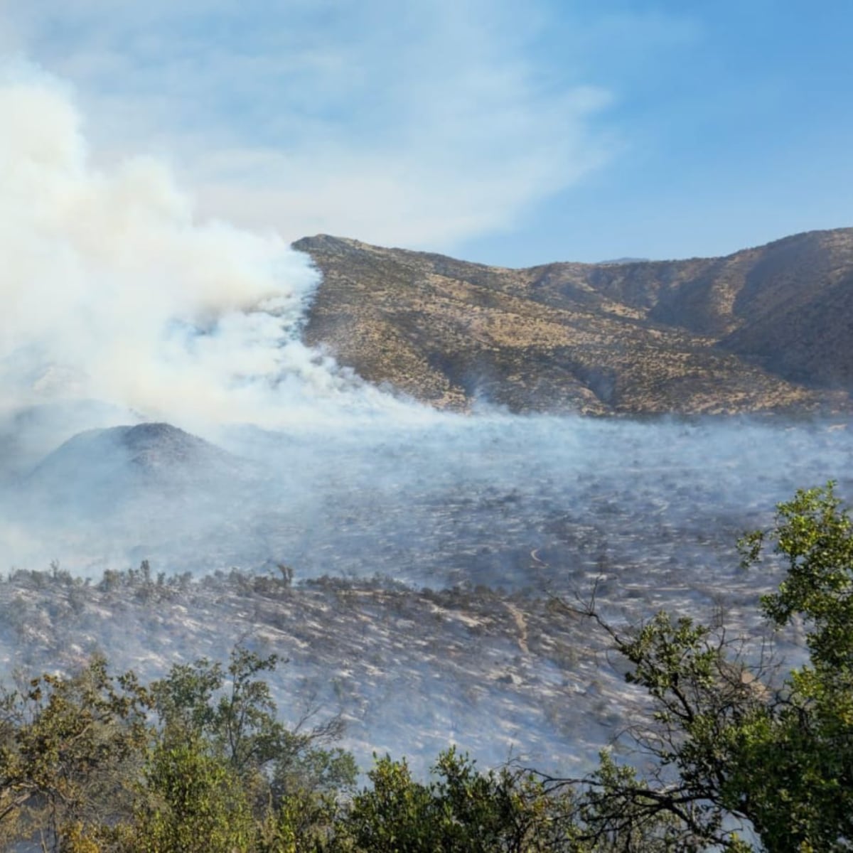 Incendio forestal en San Carlos de Apoquindo supera las 800 hectáreas Incendio forestal en San Carlos de Apoquindo supera las 800 hectáreas