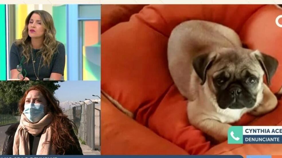 Joven denunció que su amigo vendió el perrito de raza Pug, "Waffle", que dejó a su cuidado. Está desesperada.