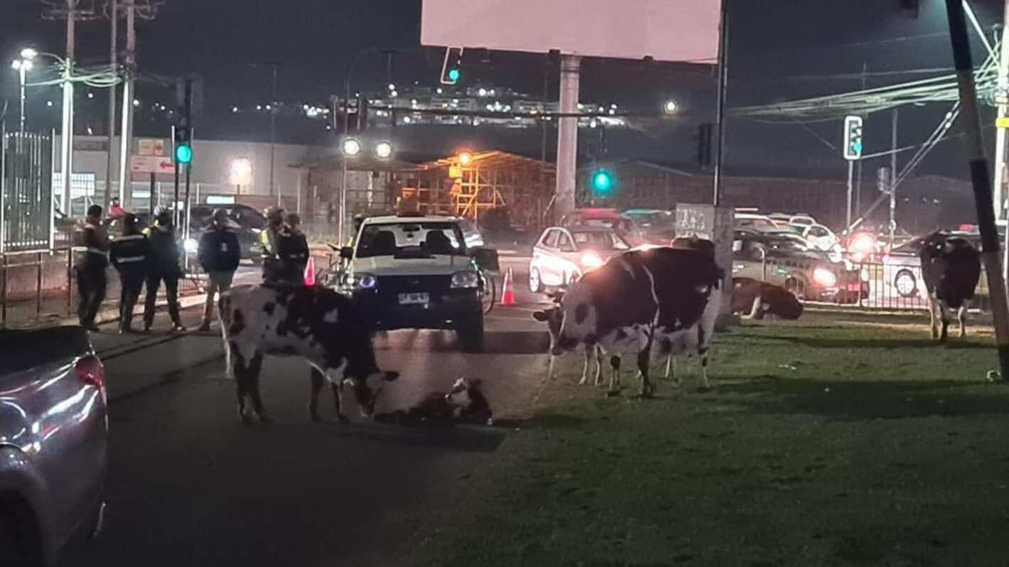 Vaca y novillo en Belloto