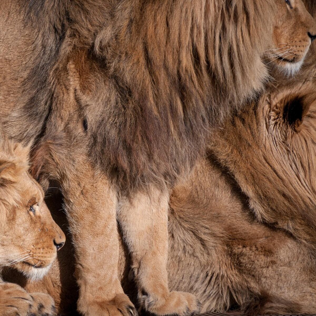 Trabajador muere atacado por siete leones en zoológico de Tailandia Trabajador muere atacado por siete leones en zoológico de Tailandia