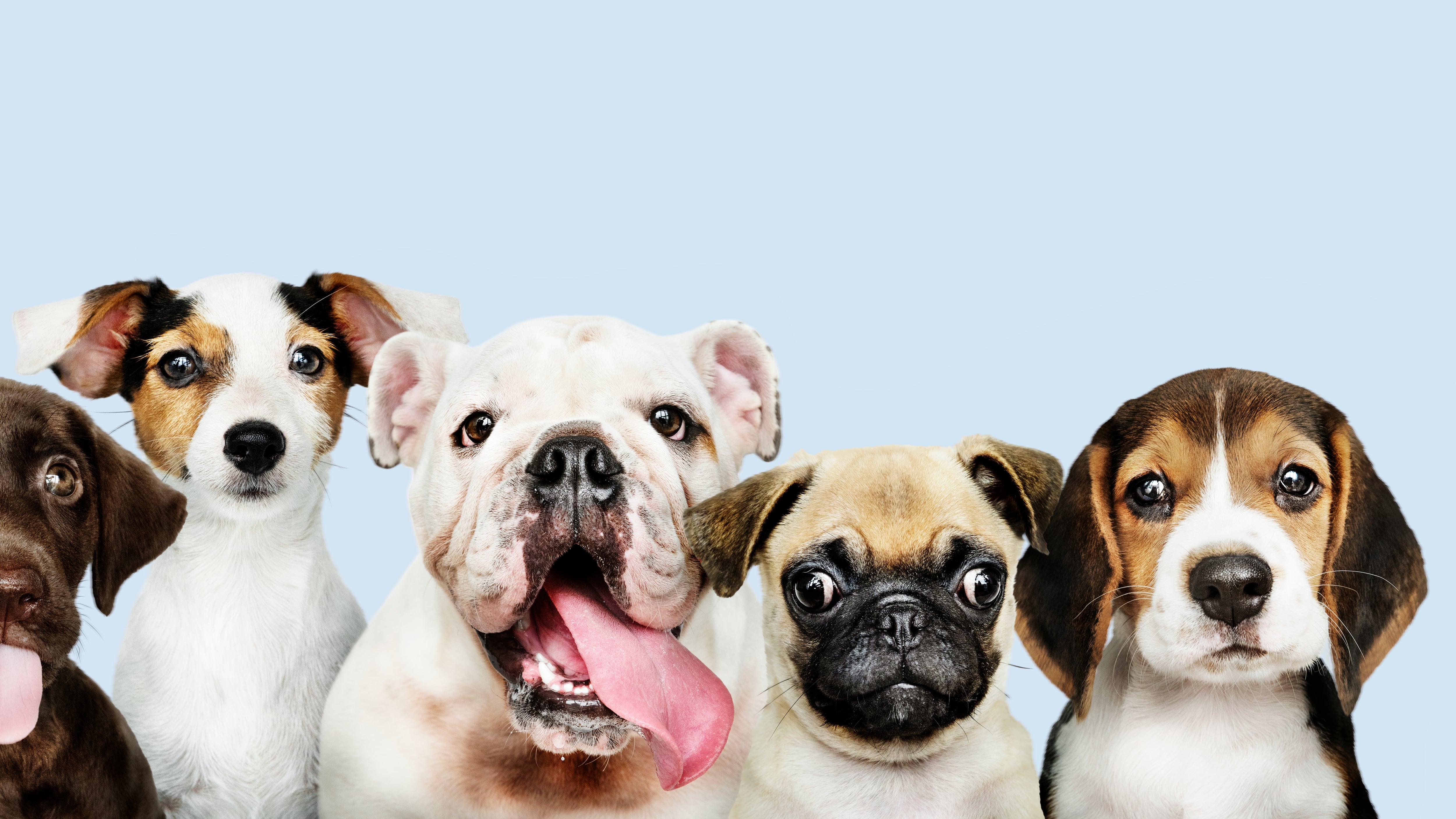 El Centro de Transferencia Canina (CTC) del Sistema de Transporte Colectivo (STC) participará en PetFest 2026 con iniciativa inédita que busca transformar la adopción tradicional en el país. Foto: Freepik.