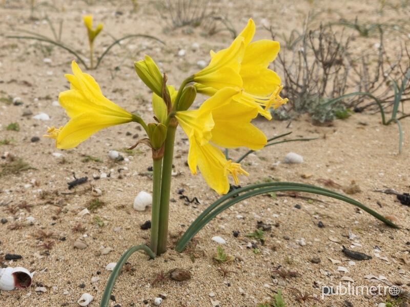 Primeros brotes comienzan a dar la bienvenida al Desierto Florido 2022