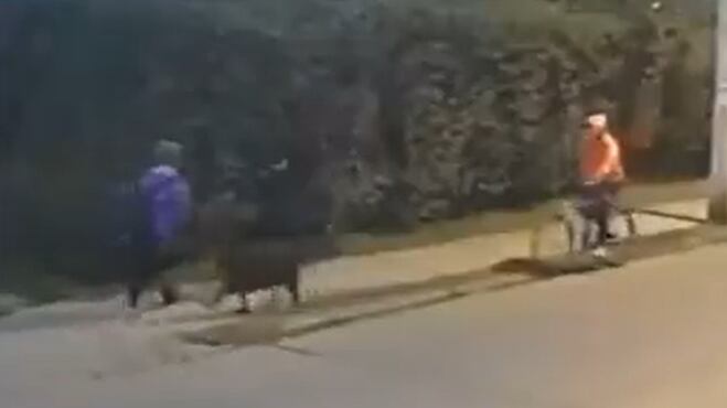 sujeto adiestraba perro para asaltar