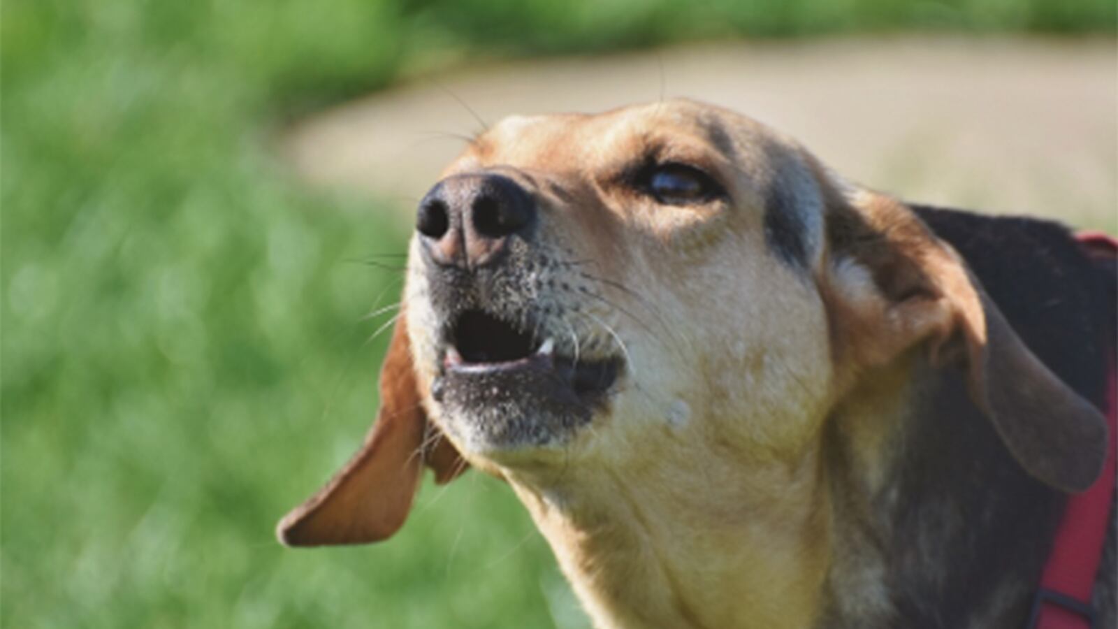¿Medio brujos? Por esta razón los perros le ladran feo a ciertas personas.