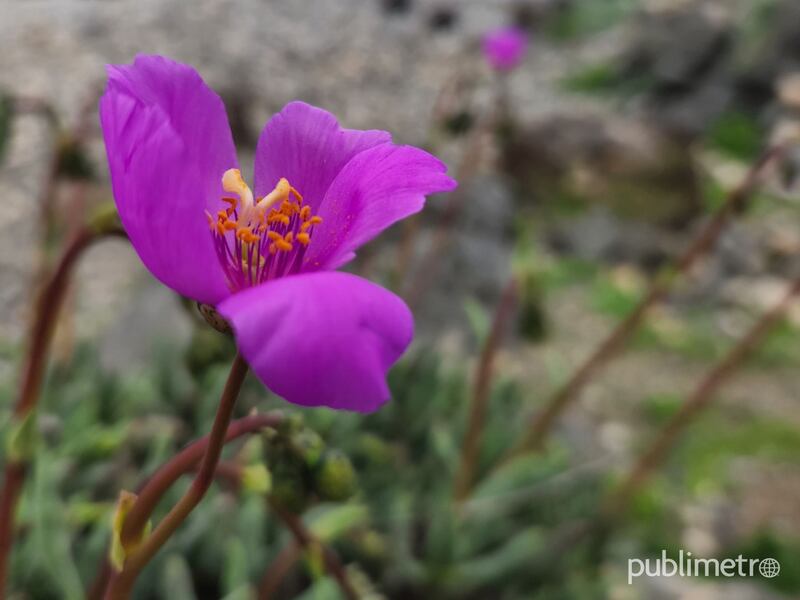 Primeros brotes comienzan a dar la bienvenida al Desierto Florido 2022