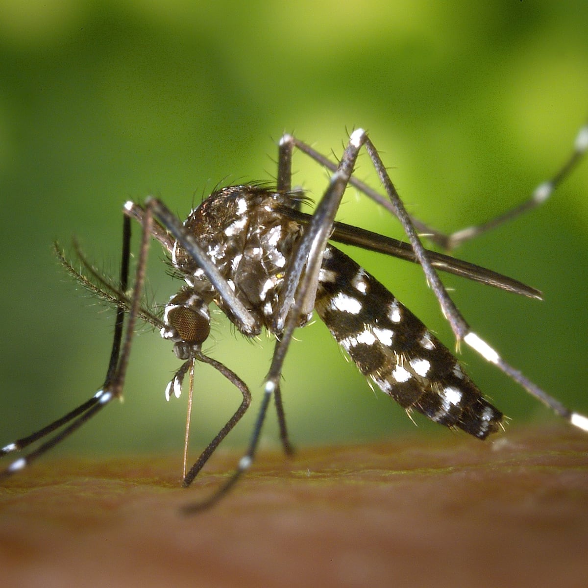 Alerta Amarilla en Antofagasta por mosquito del dengue Alerta Amarilla en Antofagasta por mosquito del dengue