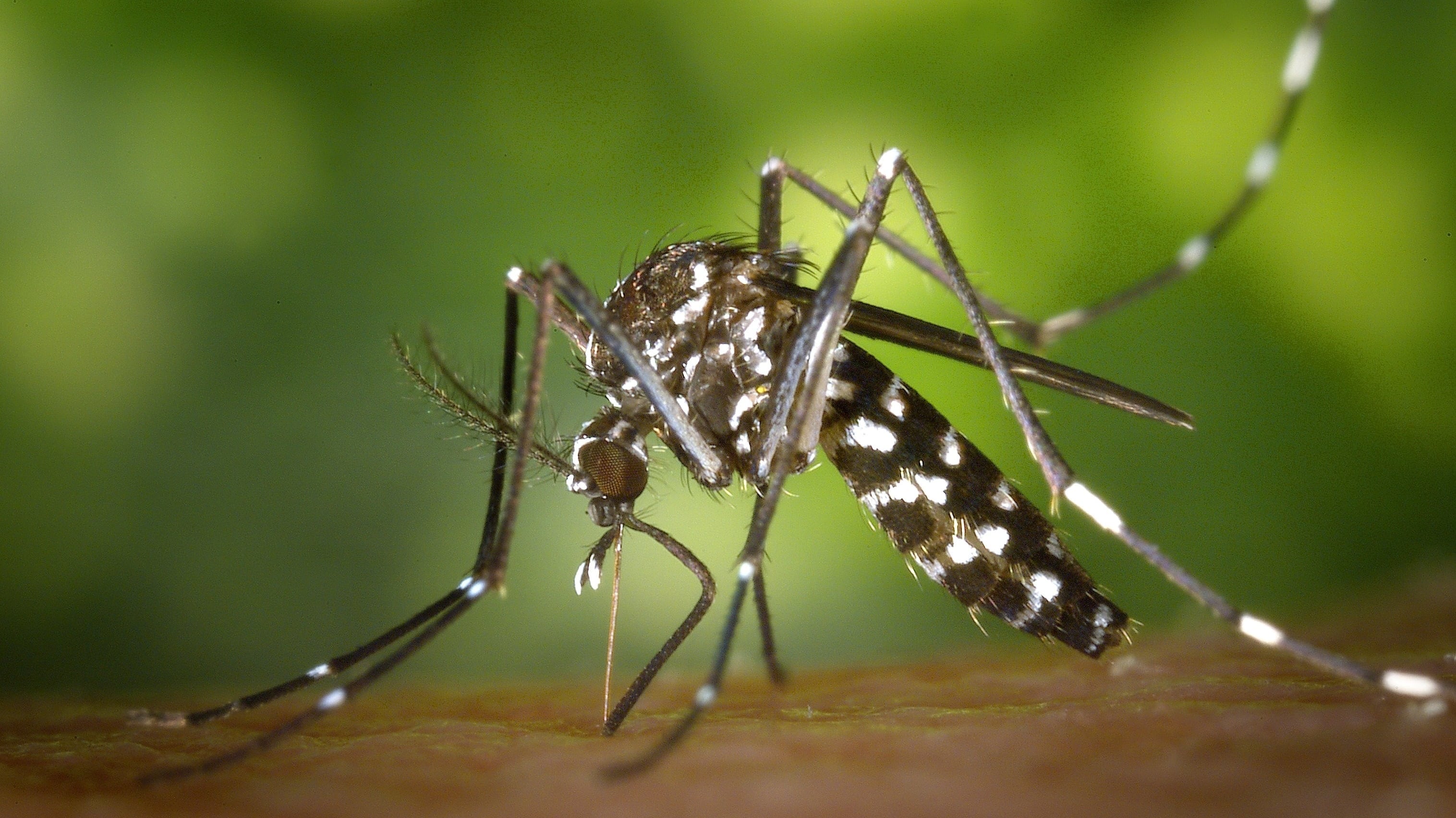 Aedes aegypti (Imagen referencial) | Fuente: Pixabay @WikiImages