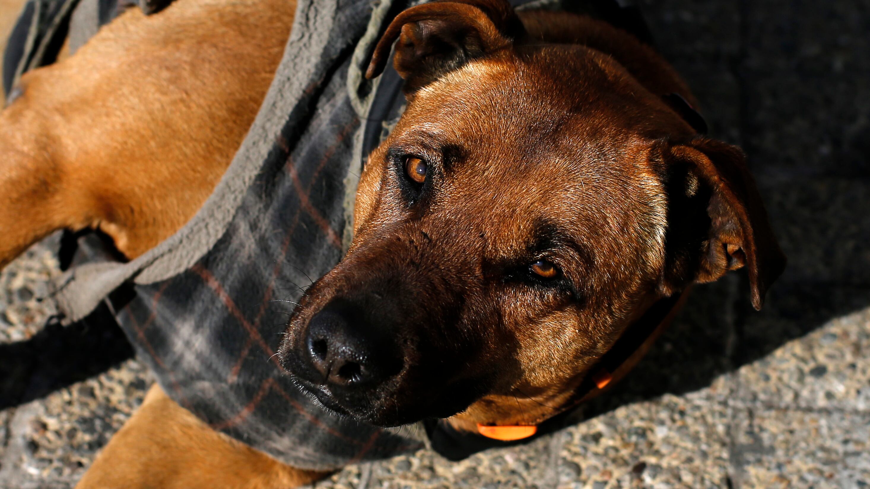 maltrato animal en talagante