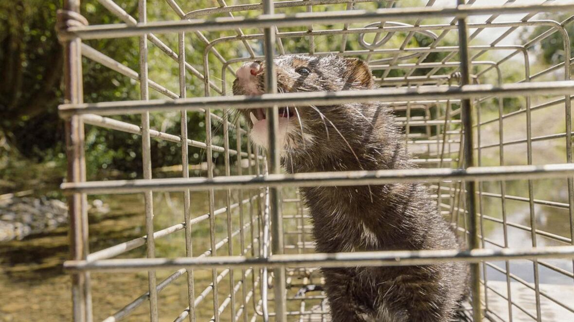 Serie sobre especies invasoras