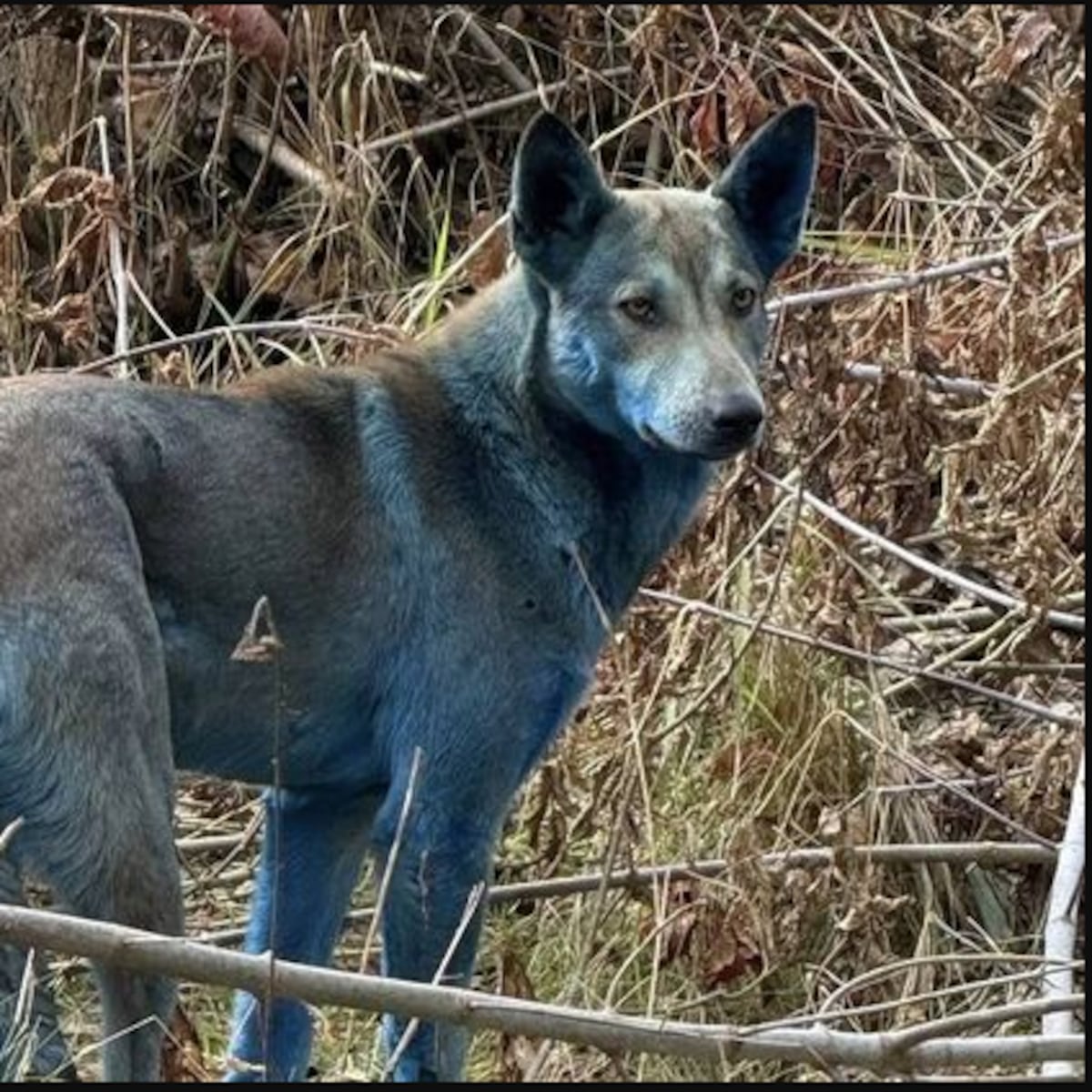 Hallazgo de tres perros azules en Chernóbil Hallazgo de tres perros azules en Chernóbil