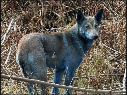 La verdad del hallazgo de tres perros azules en Chernóbil