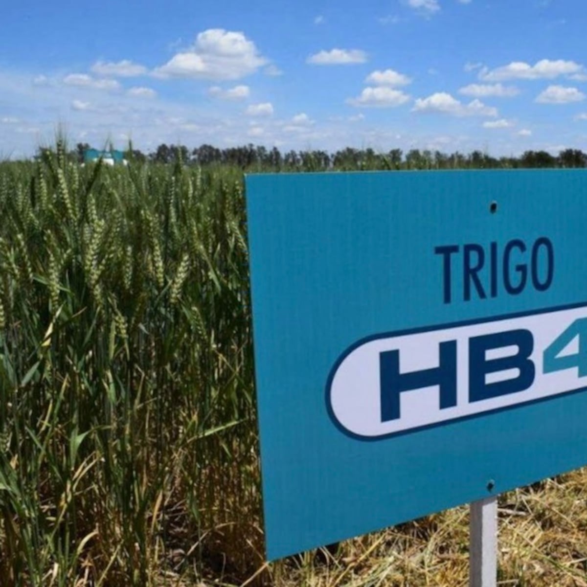 Desarrollan trigo resistente a sequías por el cambio climático Desarrollan trigo resistente a sequías por el cambio climático
