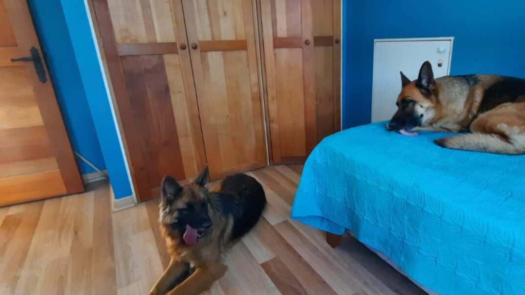 Dos pastoras alemanas robadas en un auto