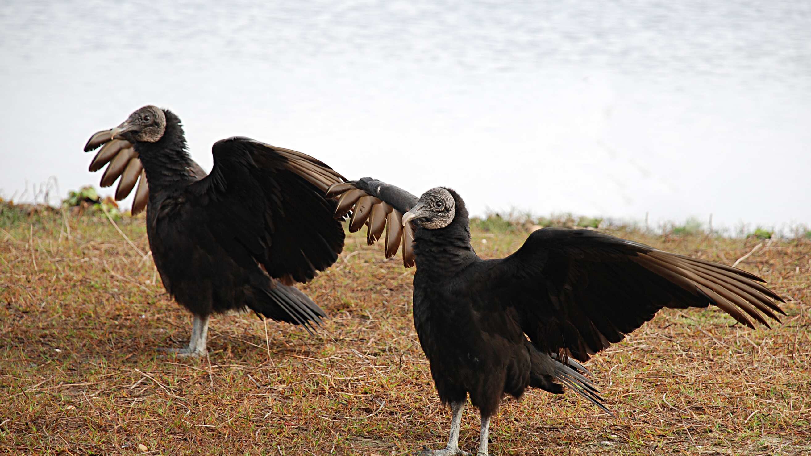 Buitres. Imagen ilustrativa.