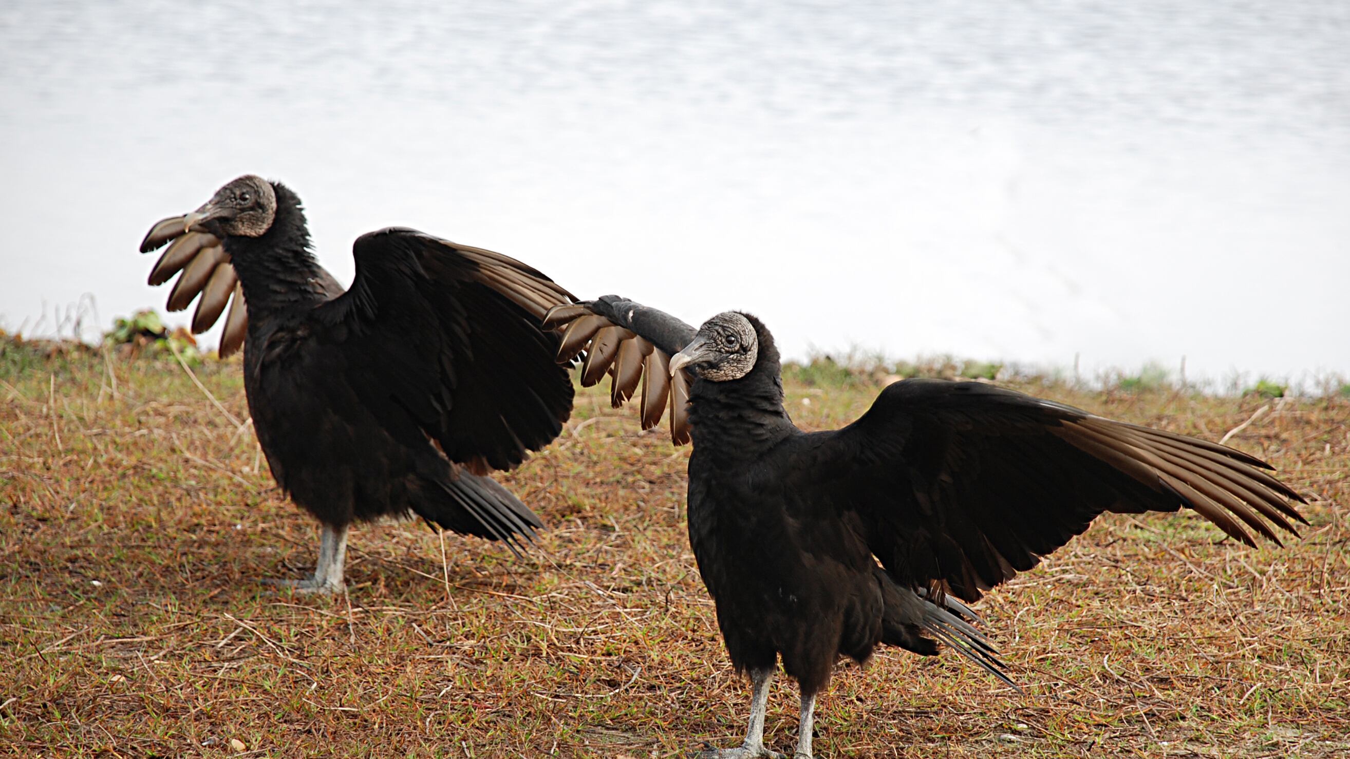 Buitres. Imagen ilustrativa.