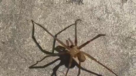 No solo hay que cuidarse del sol: La araña de rincón, otro de los peligros durante el verano