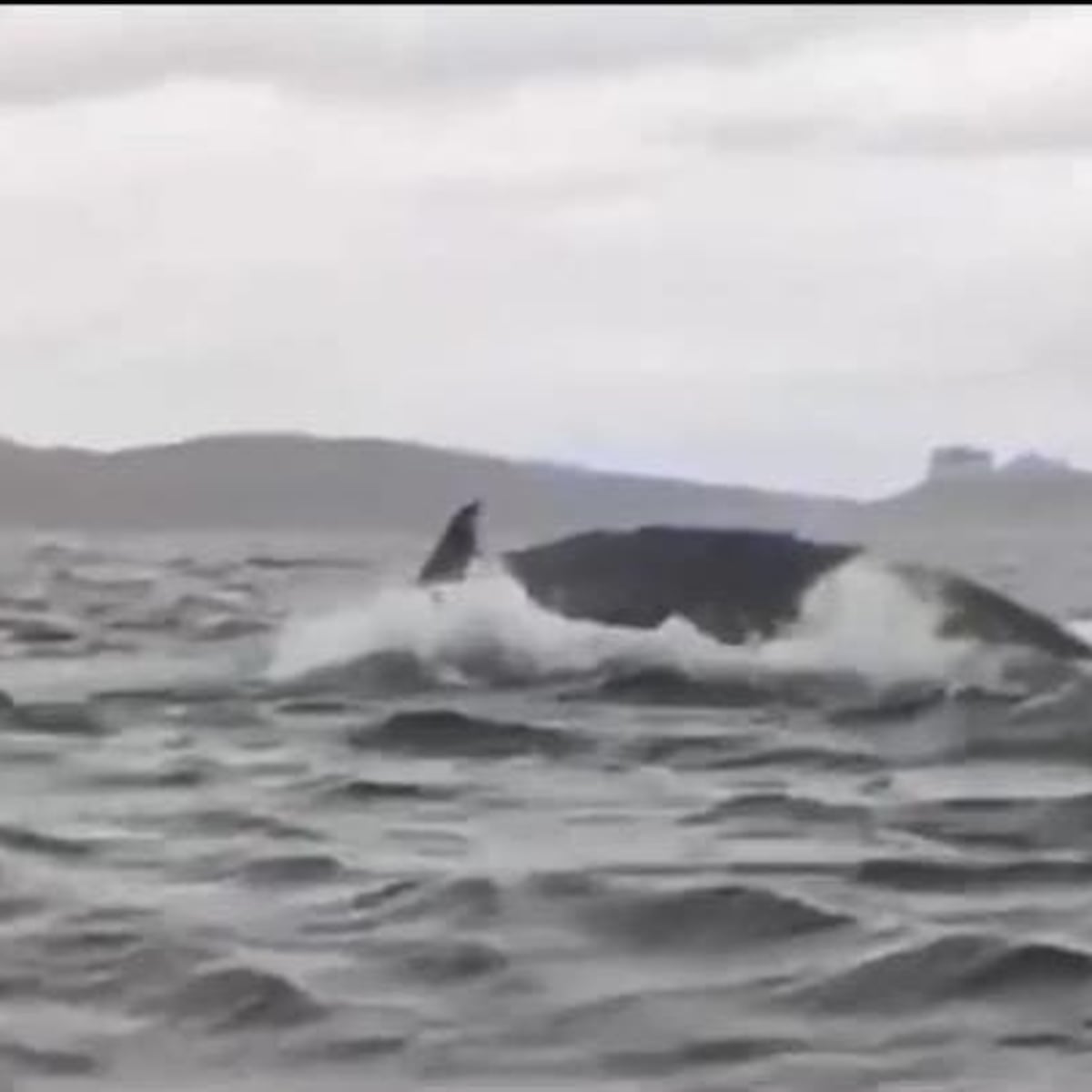 Joven expulsado por ballena narra su increíble experiencia Joven expulsado por ballena narra su increíble experiencia