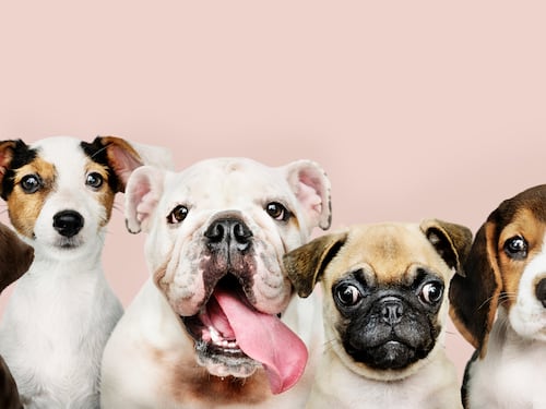 Recomendaciones para elegir la mascota adecuada