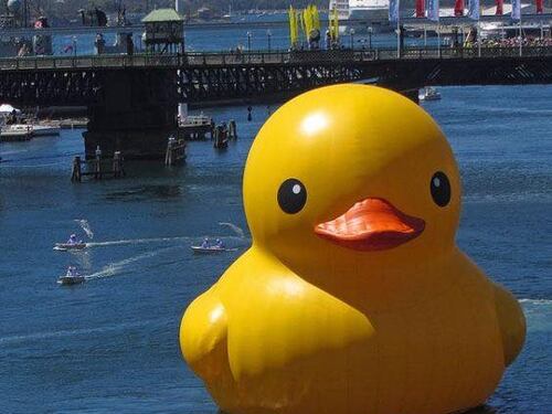 Rubber Duck: el pato gigante que ha sido acuchillado y plagiado que llega a Chile