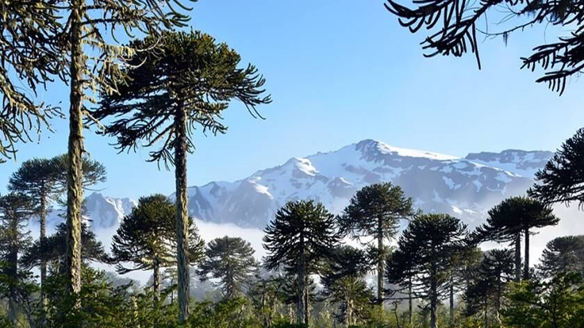 Gobierno da marcha atrás y frena tala de 96 araucarias en proyecto vial de La Araucanía