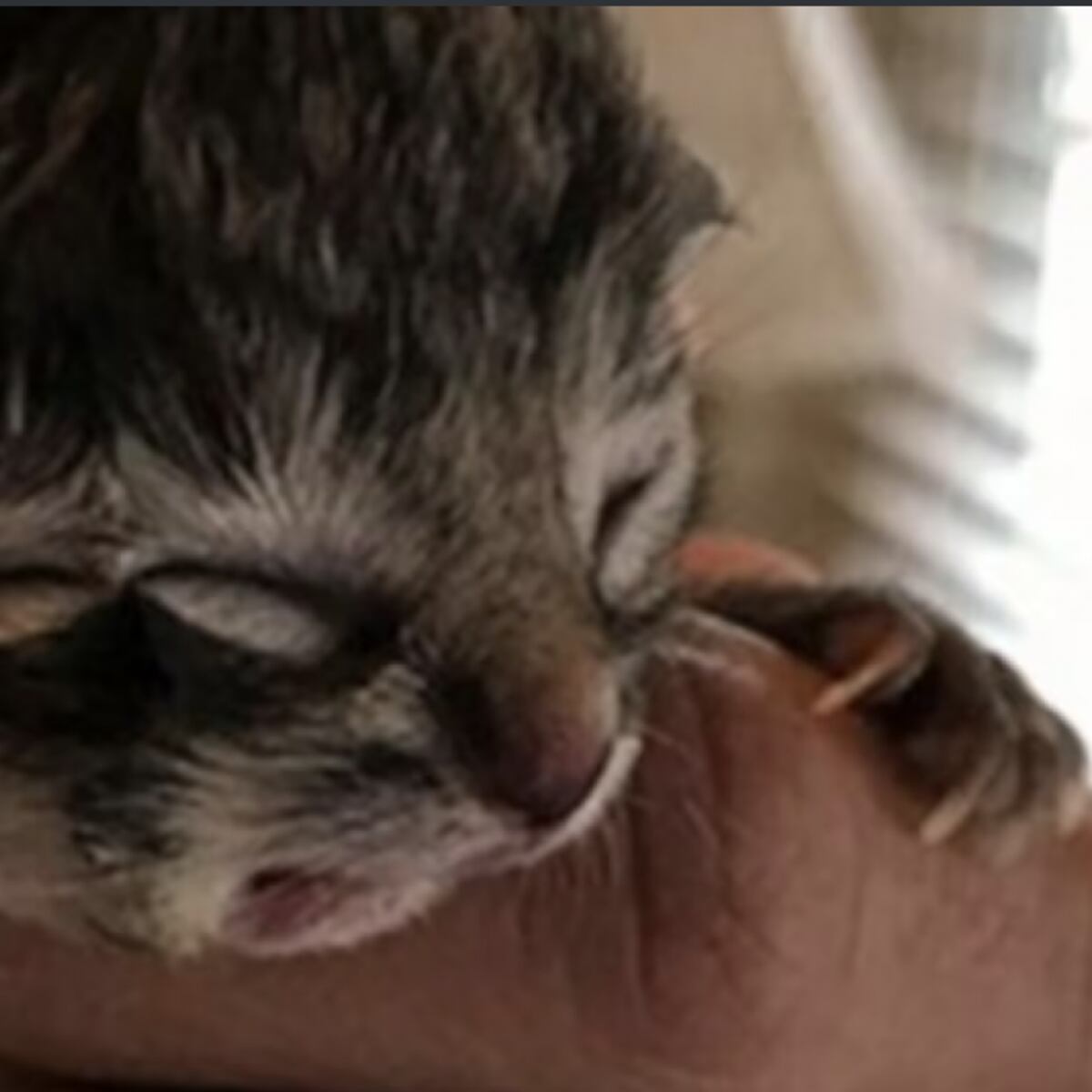 Triste desenlace para el gatito de dos caras en Fiestas Patrias Triste desenlace para el gatito de dos caras en Fiestas Patrias