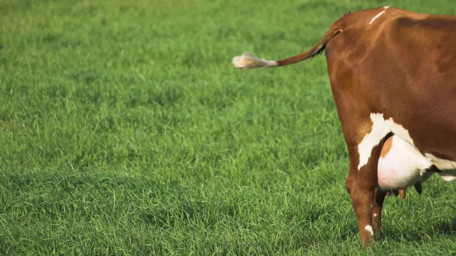 Las vacas emiten metano con sus flatulencias y eructos; el metano es un gas de efecto invernadero que amenaza el medio ambiente. | Foto: stock.adobe.com