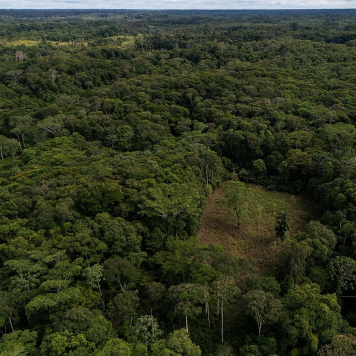 Colombia utilizará drones para combatir cultivos de coca Colombia utilizará drones para combatir cultivos de coca