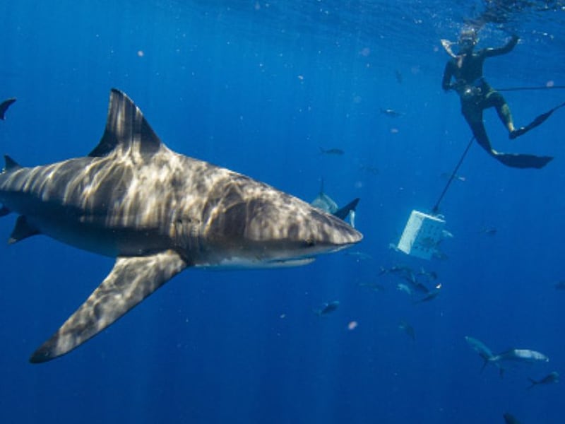 El impresionante video de un tiburón que se traga la cámara de un buzo y graba todo el interior de su cuerpo