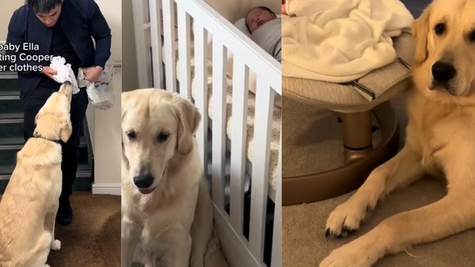 Perrito conoce a su hermana humana