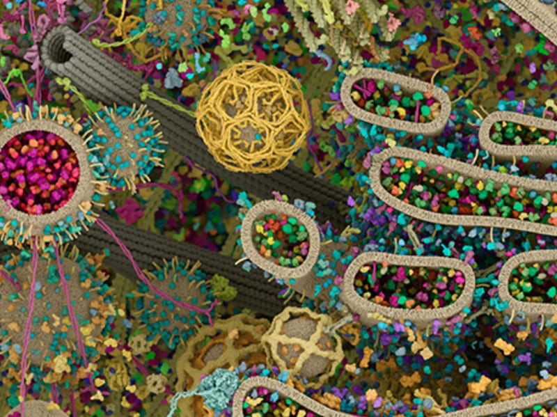 El estudio de visualización digital Digizyme creó una representación en 3D de una célula eucariota, revelando la complejidad que guardan dichos organismos. Foto: Digizyme.