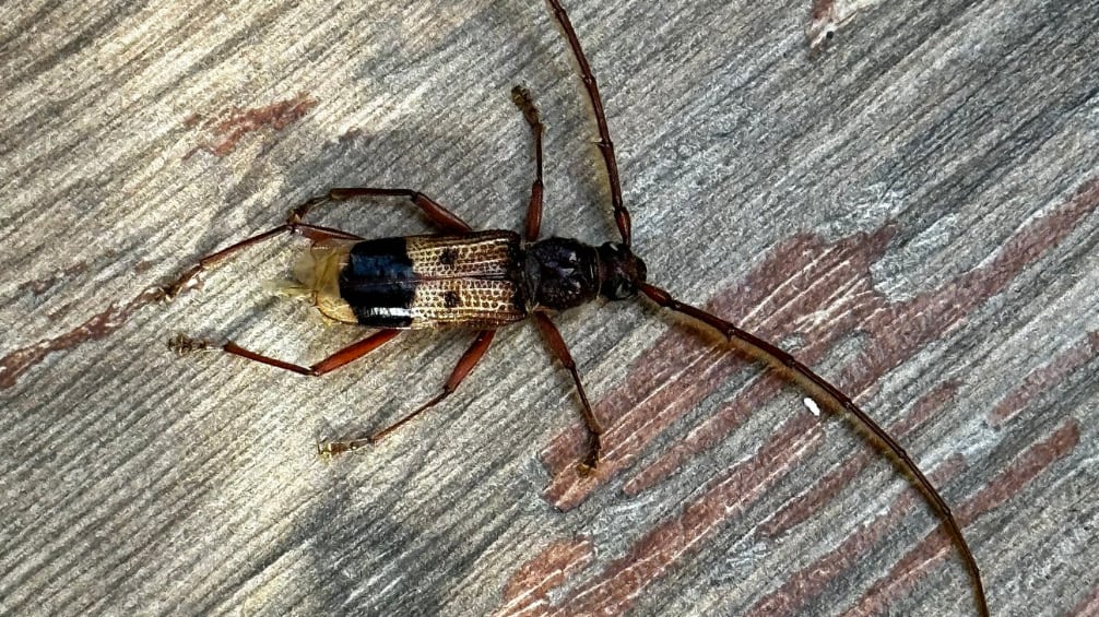 Bicho encontrado en Providencia