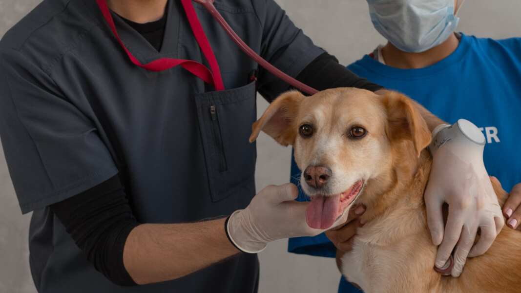 Imagen referencial de un médico veterinario