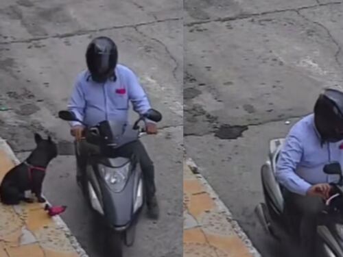 Ni los animales se salvan de la inseguridad: Motociclista le robó el juguete a un perrito, quedó en video
