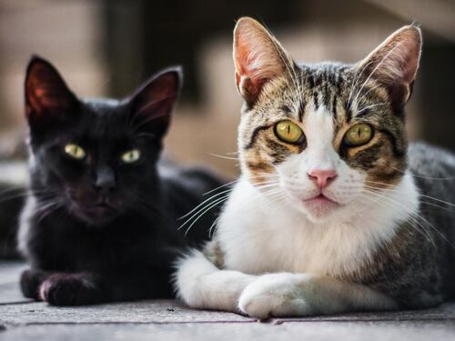 Descubriendo la psicología felina: Aspectos de la personalidad de los gatos