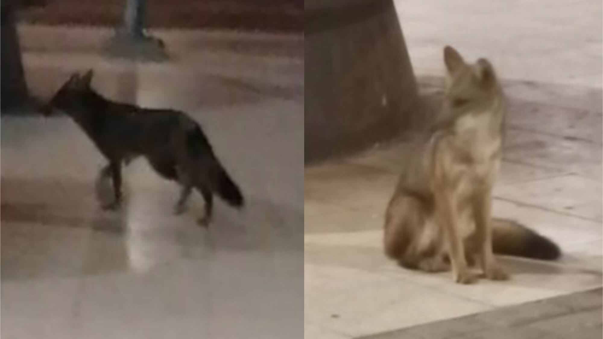 Zorro en el Mall Plaza Egaña | Captura