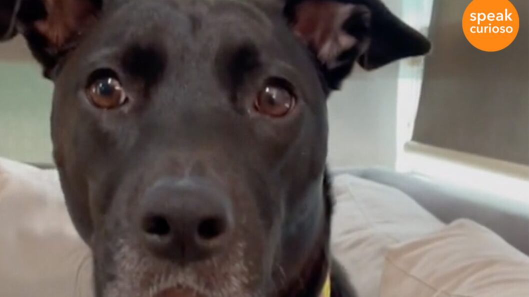 Perrita Sydney ama la playa.