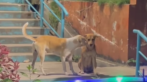 Perrito consuela a su amigo hambriento en las calles.
